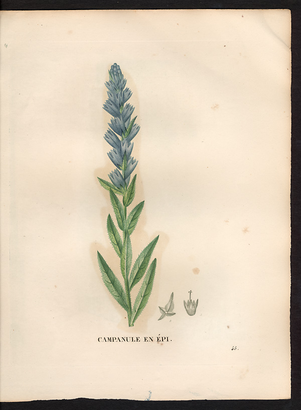 Campanula spicata