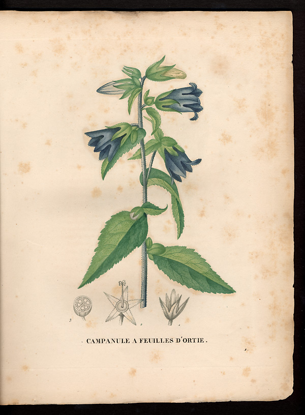 Campanula urticaefolia