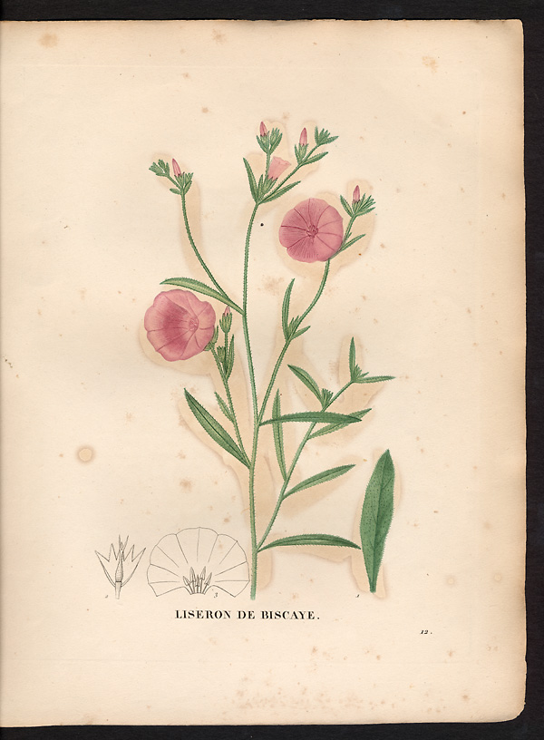 Convolulus cantabrica, convolvulus cantabricus
