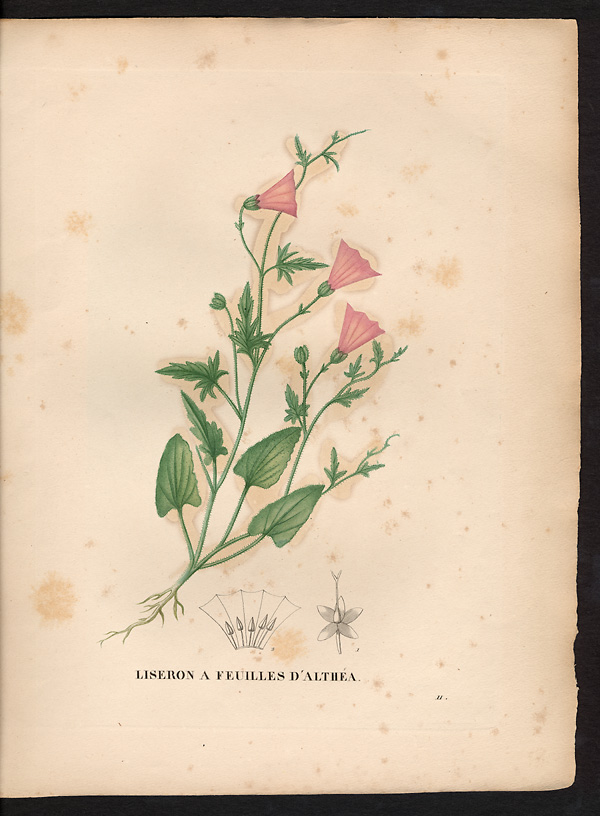Convolvulus althaeoides
