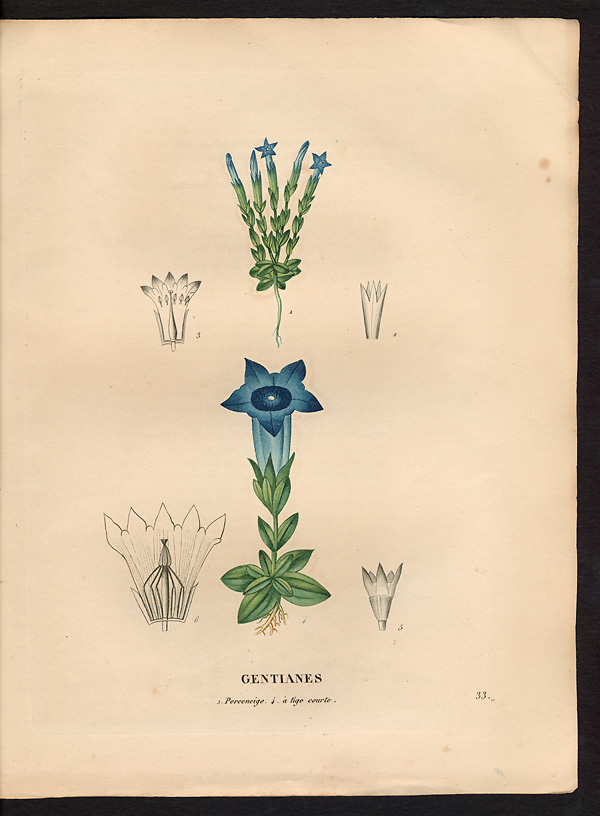 Gentiane à tige courte (Gentiana acaulis), gentiane acaule (Gentiana acaulis)