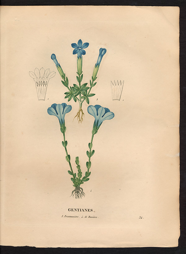 Gentiane de Bavière (Gentiana bavarica)