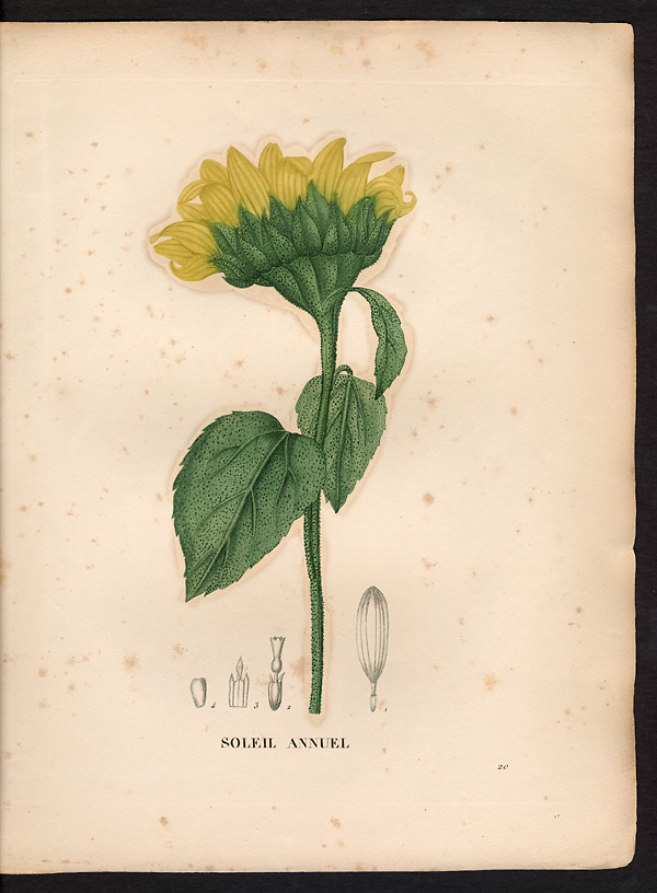 Helianthus annuus