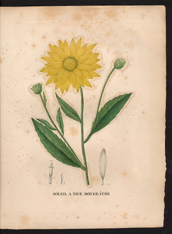 Helianthus atro-rubens, helianthus atrorubens