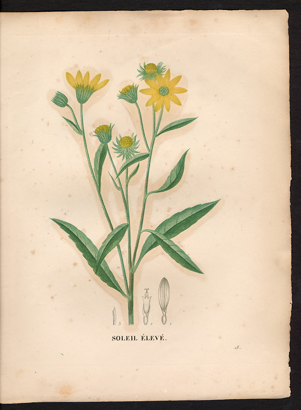 Helianthus giganteus