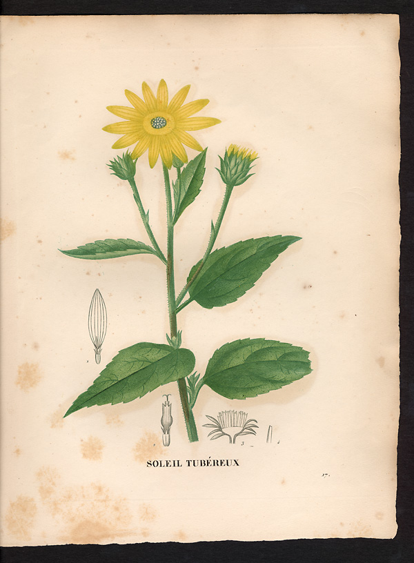 Helianthus tuberosus