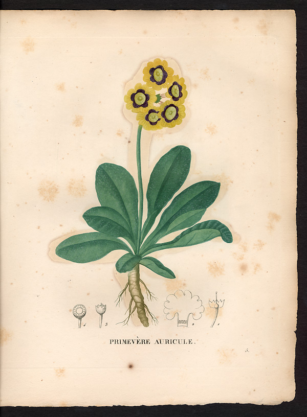 Primula auricula