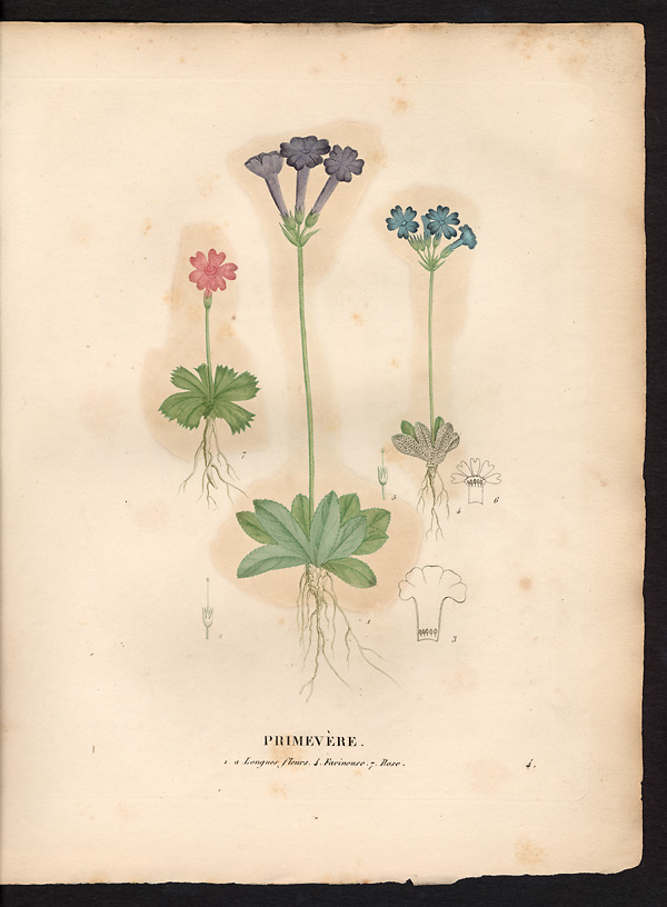 Primevère à longues fleurs (Primula longiflora), primevère de Haller (Primula halleri)
