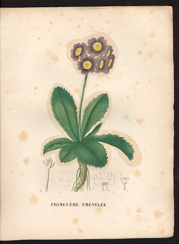 Primula marginata
