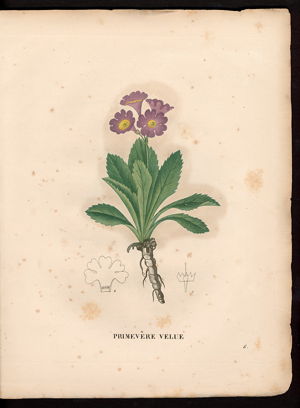 Primula villosa