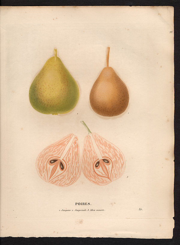 Pyrus communis
