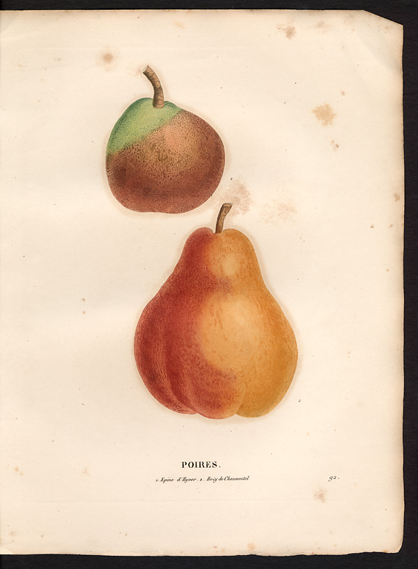 Pyrus communis