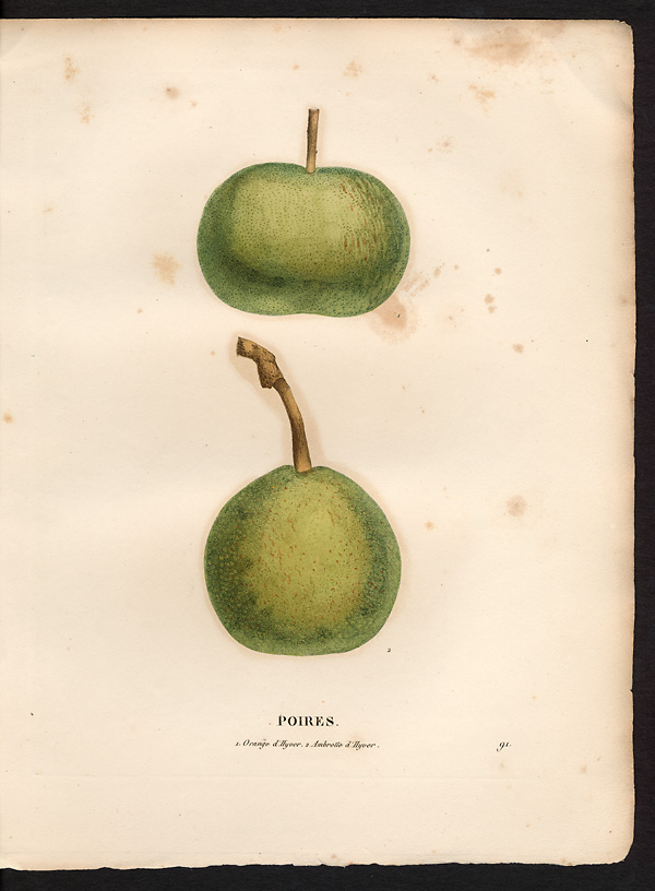 Pyrus communis