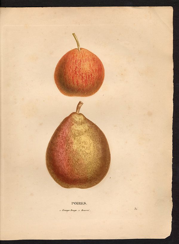 Pyrus communis