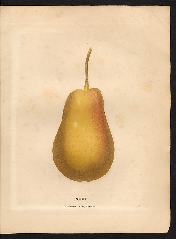 Pyrus communis