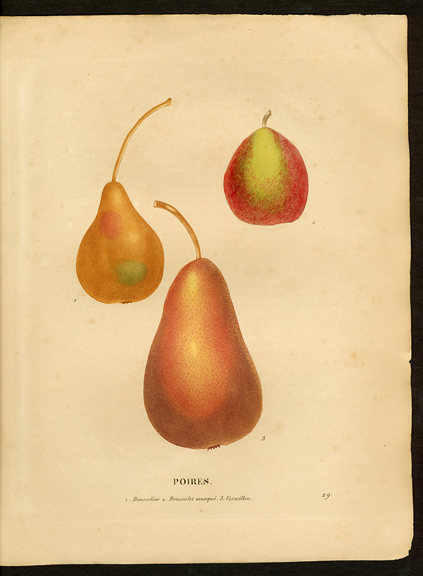 Pyrus communis
