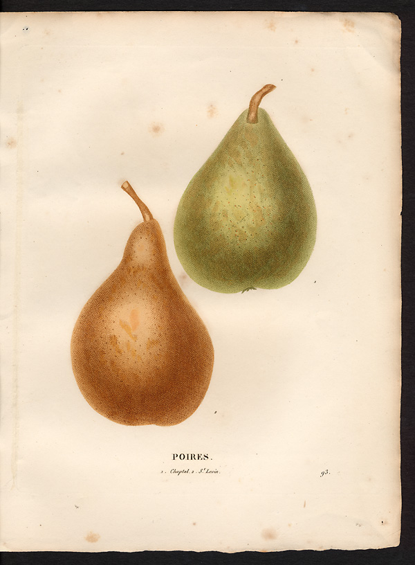 Pyrus communis
