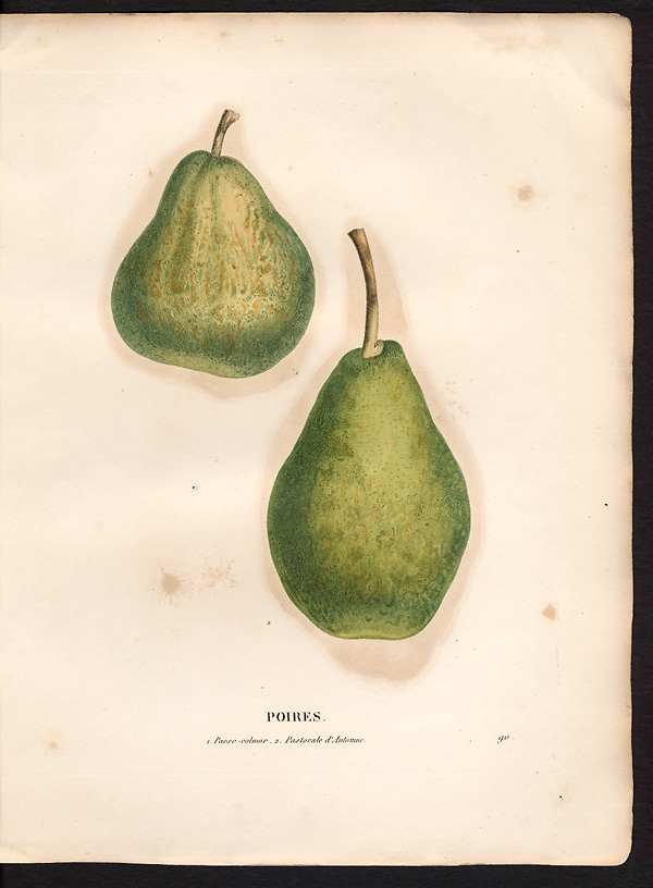 Pyrus communis