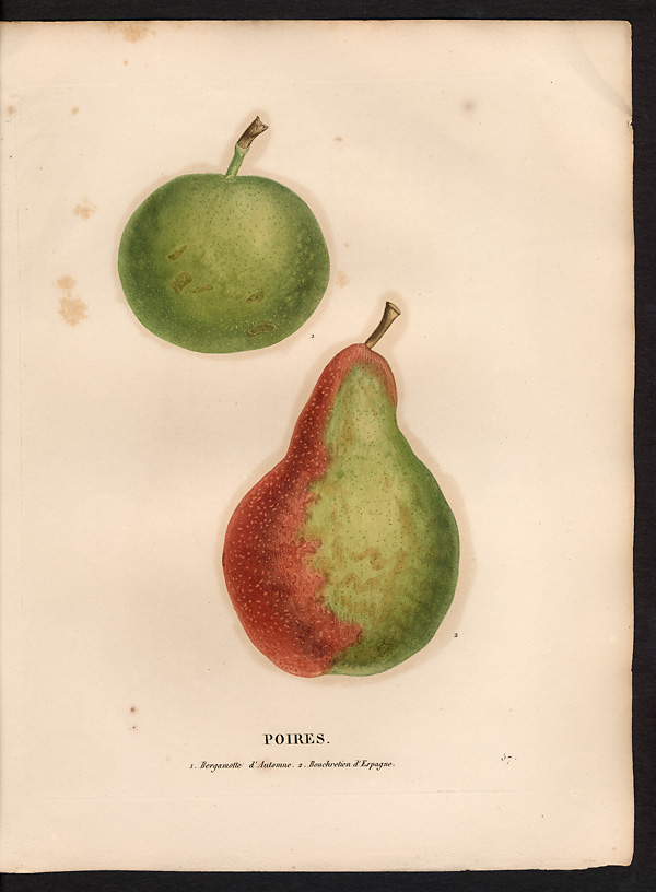 Pyrus communis