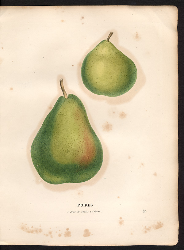 Pyrus communis