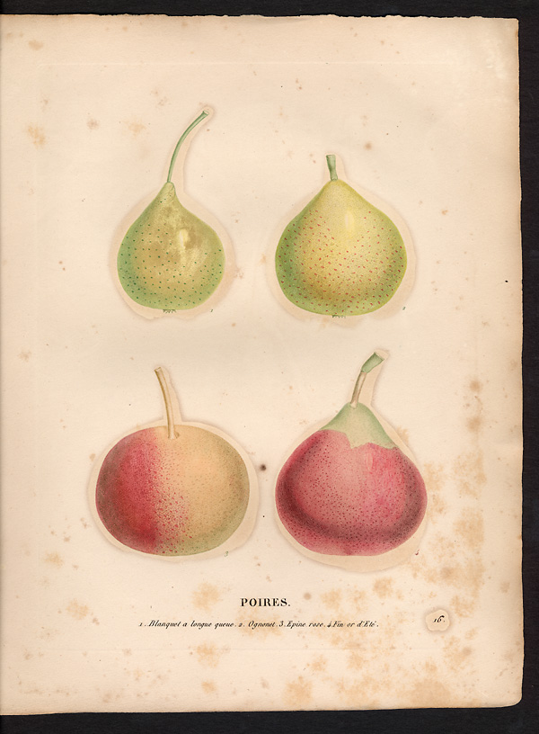 Pyrus communis