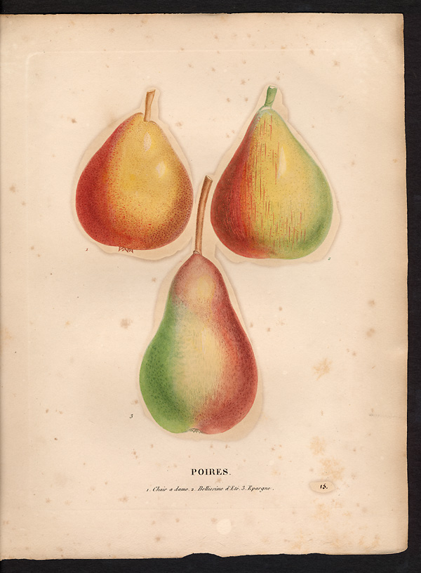 Pyrus communis