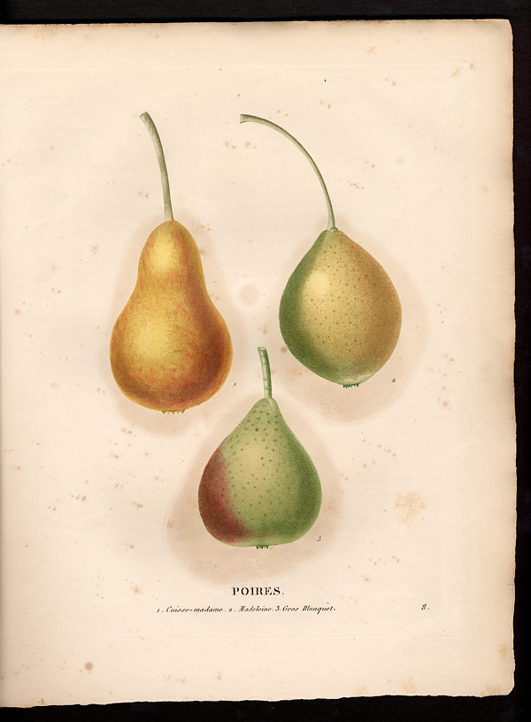 Pyrus communis