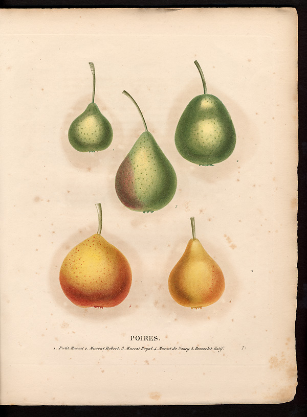 Pyrus communis