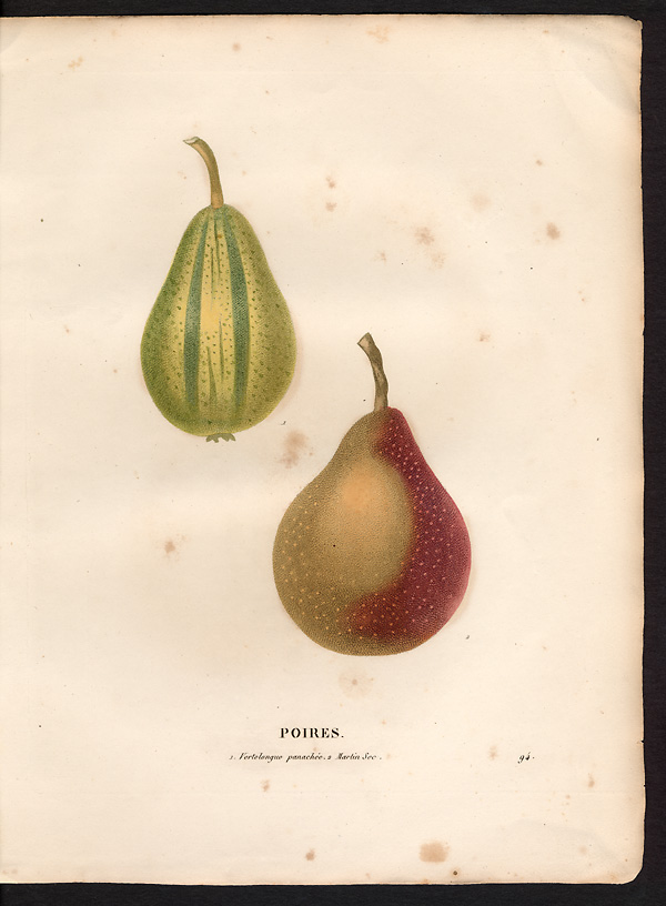 Pyrus communis