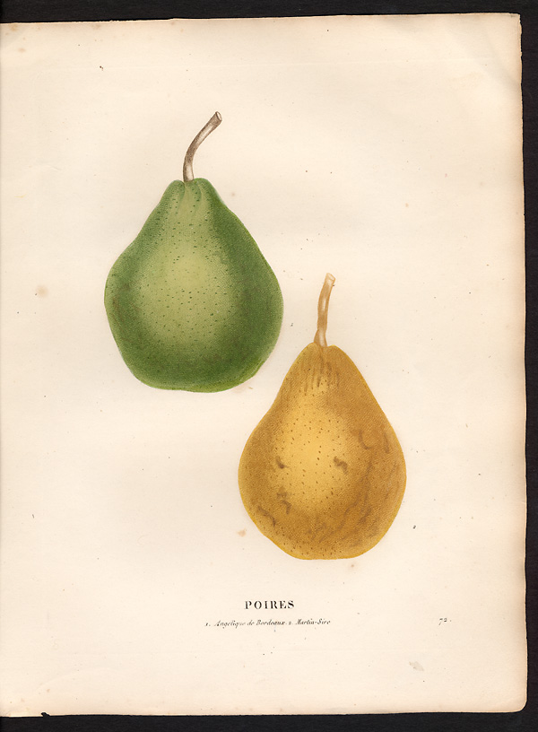 Pyrus communis