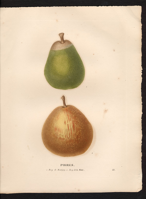 Pyrus communis