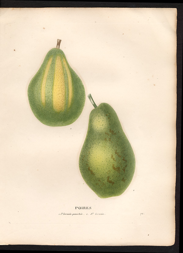 Pyrus communis