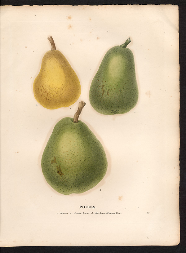 Pyrus communis