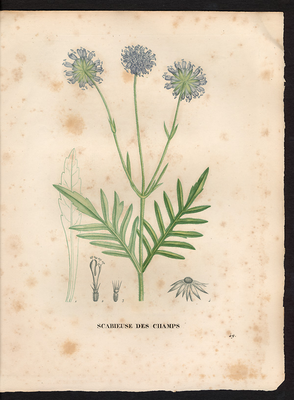 Scabiosa arvensis, knautia arvensis