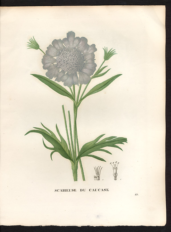Scabiosa caucasica