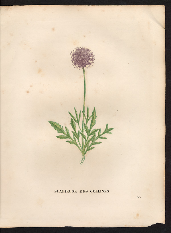 Scabiosa collina, scabiosa triandra