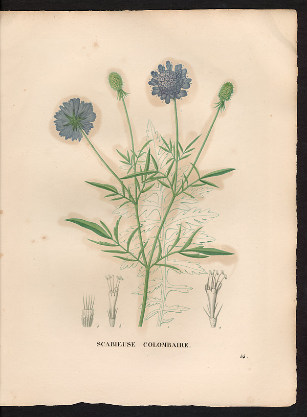 Scabiosa columbaria