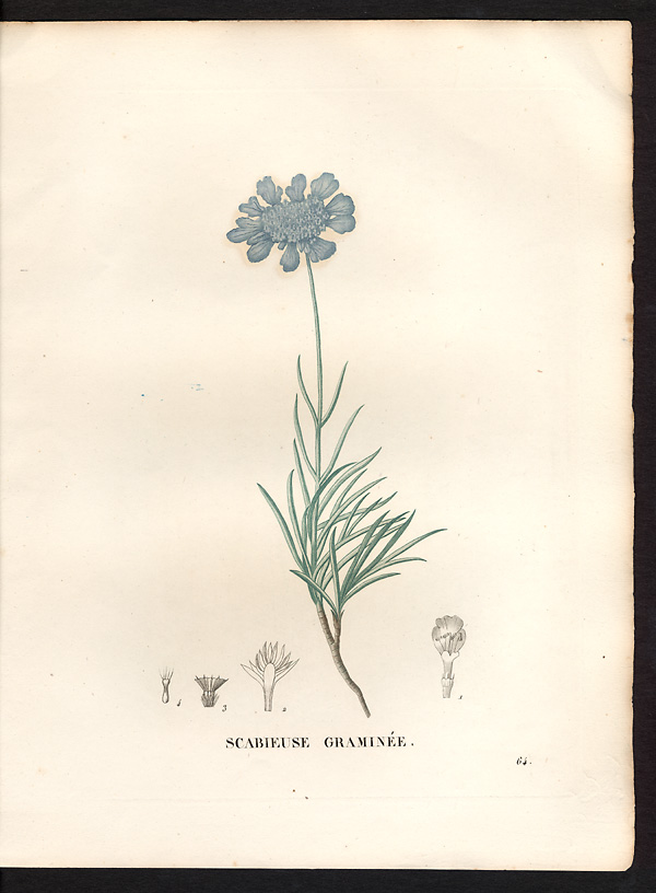 Scabiosa graminifolia