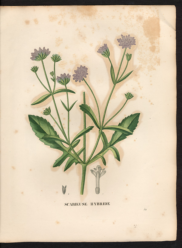 Scabiosa hybrida, knautia integrifolia