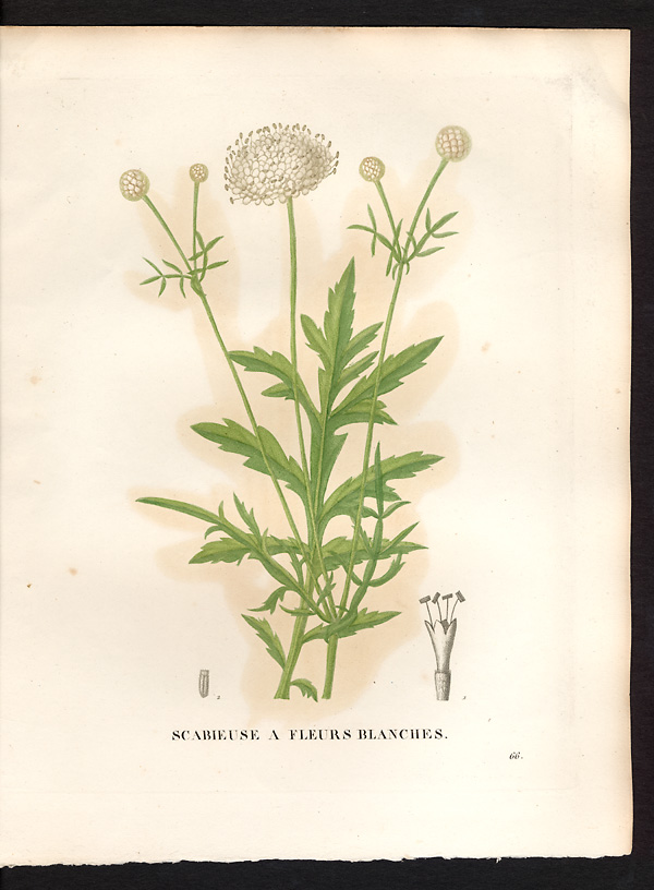Scabiosa leucantha, cephalaria leucantha