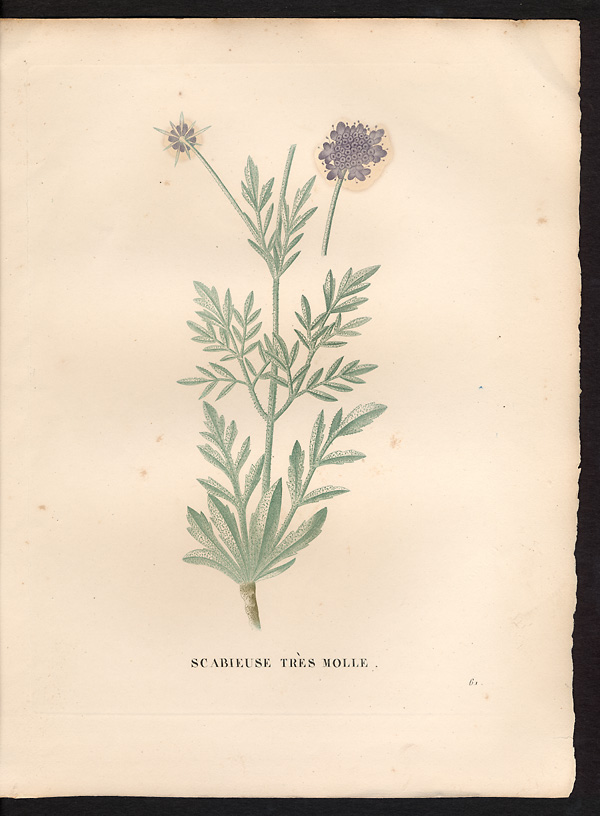 Scabiosa mollissima