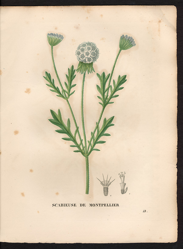 Scabiosa monspeliensis