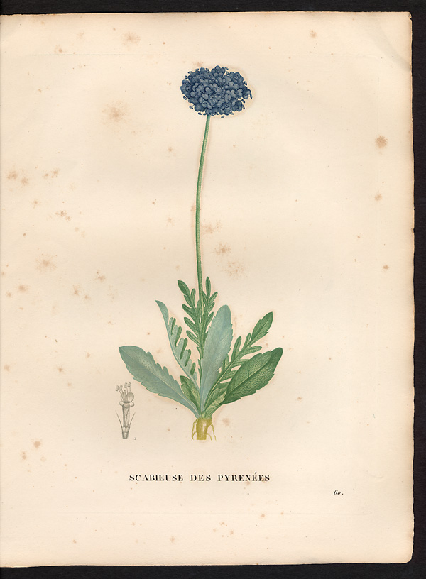Scabiosa pyrenaica