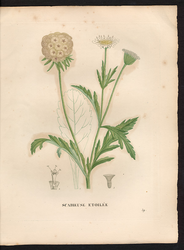 Scabiosa stellata