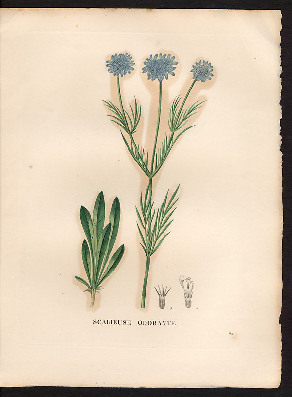 Scabiosa suaveolens, scabiosa canescens