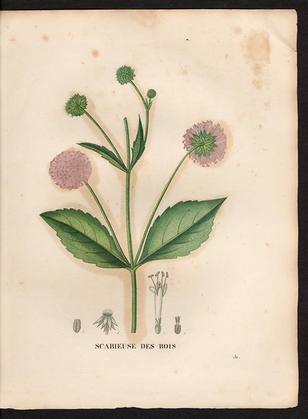 Scabiosa sylvatica, knautia drymeia