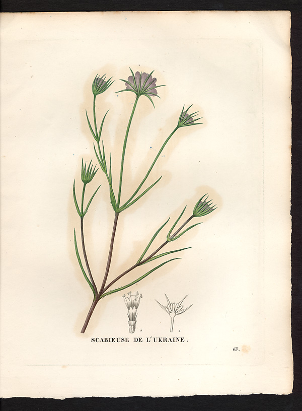 Scabiosa ukranica, scabiosa ucranica