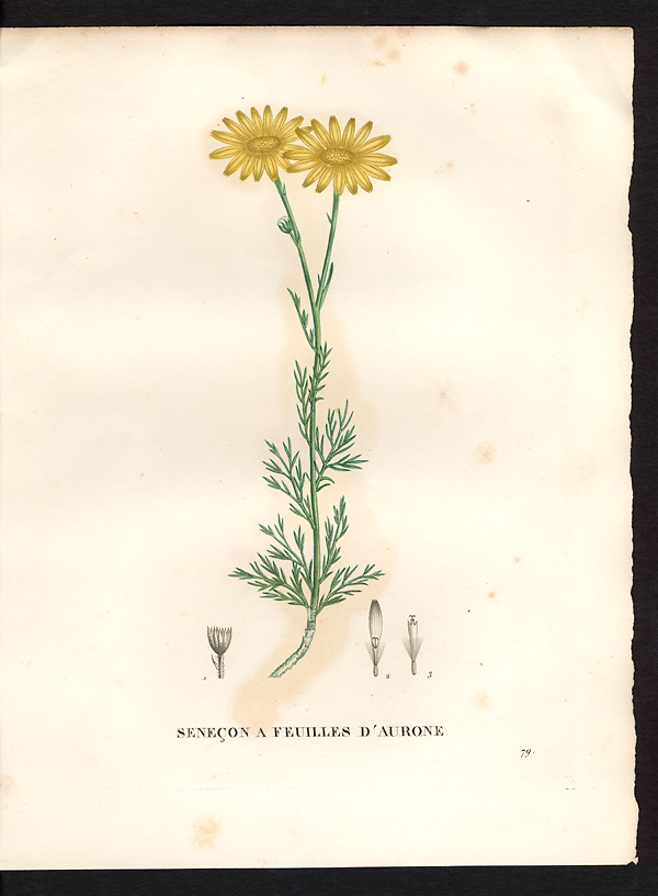 Senecio abrotanifolius