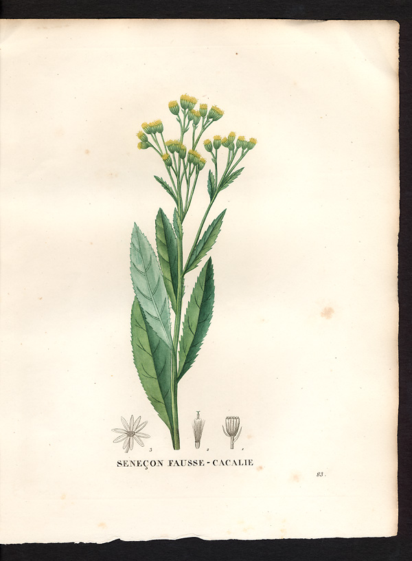 Senecio cacaliaster