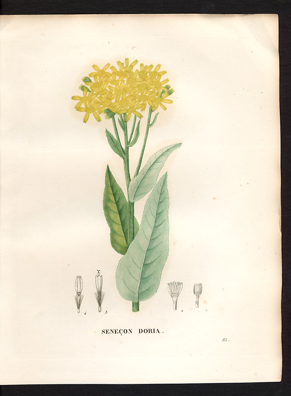 Senecio doria